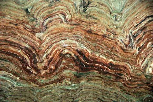 Polished cross-section through a fossil stromatolite showing stacked dome-shaped layers of trapped sediment.